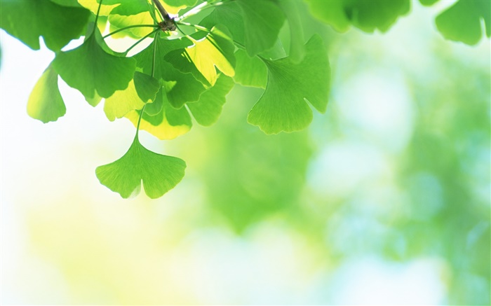 Green ginkgo biloba Wallpapers Pictures Photos Images