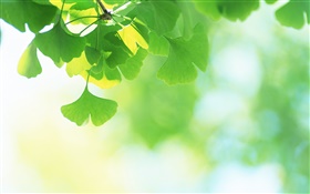Green ginkgo biloba HD wallpaper