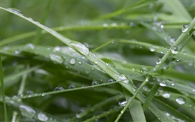 Green grass, after rain, water drops HD wallpaper