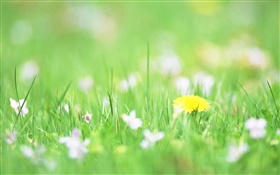 Green grass, yellow flower, bokeh HD wallpaper