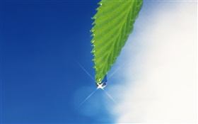 Green leaf, blue sky, glare, dew HD wallpaper