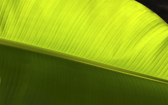 Green leaf macro close-up Wallpapers Pictures Photos Images