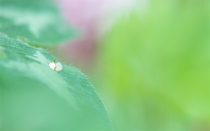 Green leaf macro, water drops, bokeh Wallpapers Pictures Photos Images