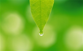 Green leaf, water drops, bokeh HD wallpaper