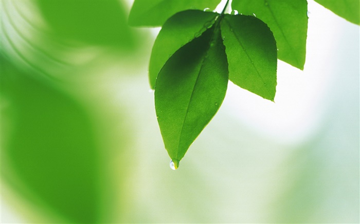 Green leaves, dew, dawn Wallpapers Pictures Photos Images