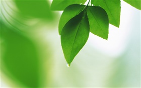 Green leaves, dew, dawn HD wallpaper
