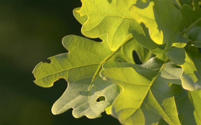 Green leaves, macro photography Wallpapers Pictures Photos Images