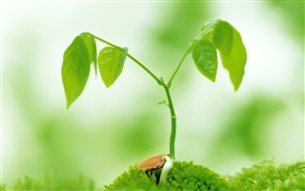 Green leaves, spring green shoots HD wallpaper