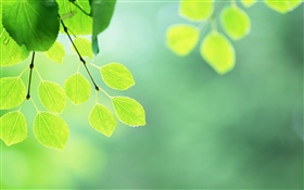 Green leaves, twigs, water drops HD wallpaper