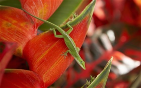 Green lizard, red petals HD wallpaper