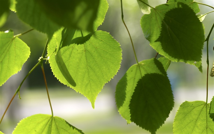 Green love hearts leaves Wallpapers Pictures Photos Images