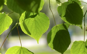 Green love hearts leaves HD wallpaper