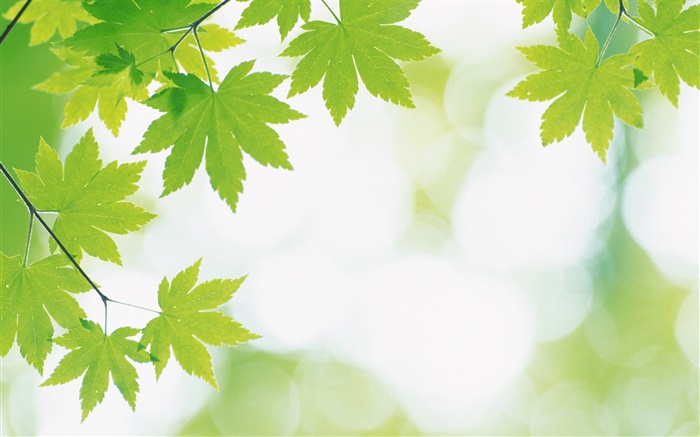 Green maple leaves, bokeh Wallpapers Pictures Photos Images