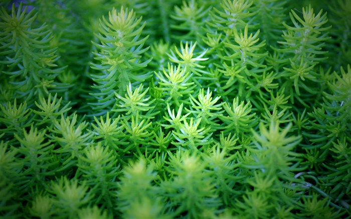 Green plants close-up Wallpapers Pictures Photos Images
