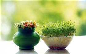 Green shoots and berries, bonsai close-up HD wallpaper