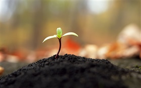 Green shoots close-up, mud HD wallpaper
