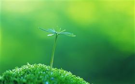 Green shoots close-up, spring HD wallpaper