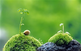 Green spring, sprouting, grass HD wallpaper