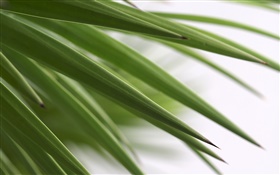 Green tip leaf HD wallpaper