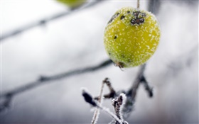 Green, wild fruit, winter, frost HD wallpaper
