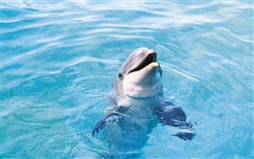 Happy dolphin, blue sea HD wallpaper