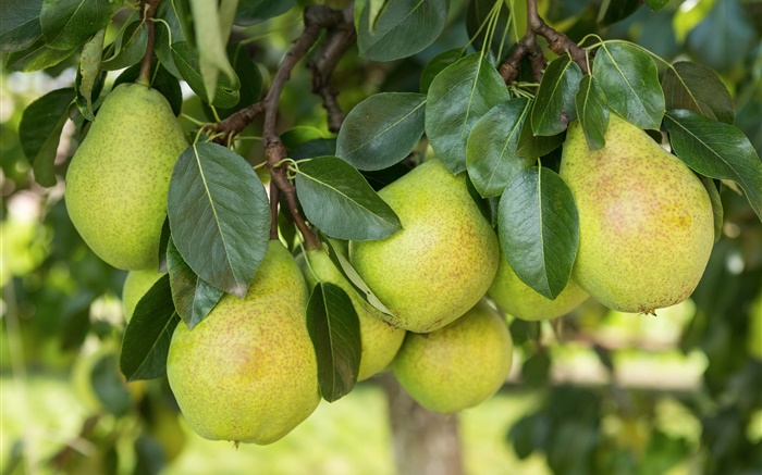 Harvest, pears, leaves Wallpapers Pictures Photos Images