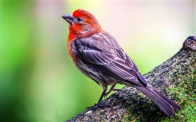 House finch close-up HD wallpaper