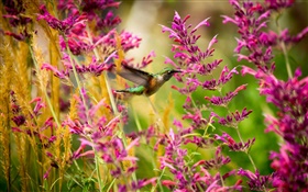 Hummingbird, pink flowers HD wallpaper