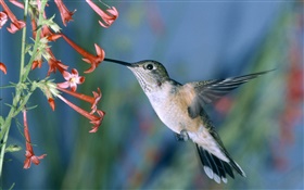 Hummingbird, red flowers HD wallpaper