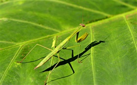 Insect close-up, mantis HD wallpaper