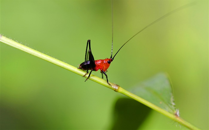 Insect cricket close-up Wallpapers Pictures Photos Images