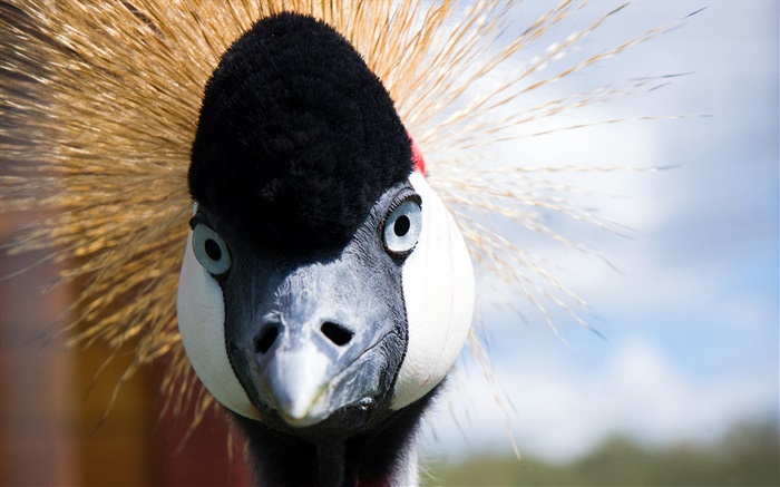 Japanese crane face Wallpapers Pictures Photos Images