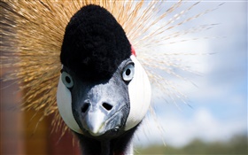 Japanese crane face HD wallpaper