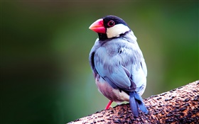 Java sparrow HD wallpaper