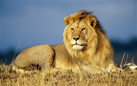 King of the forest, lion close-up HD wallpaper