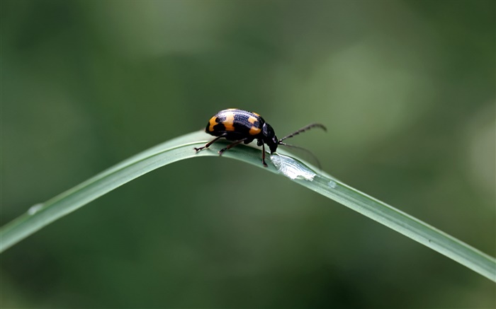 Ladybug drink water Wallpapers Pictures Photos Images