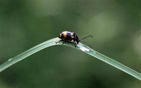 Ladybug drink water HD wallpaper