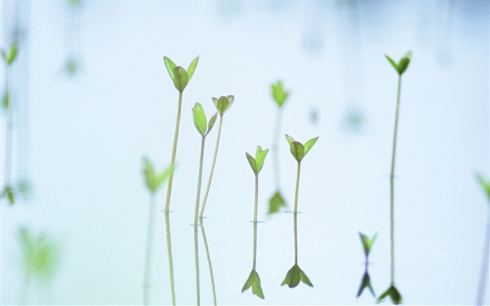 Lake sprouts Wallpapers Pictures Photos Images