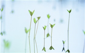 Lake sprouts HD wallpaper