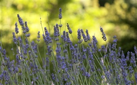 Lavander flowers close-up, bokeh HD wallpaper