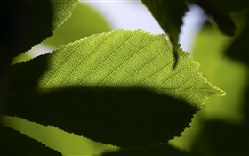 Leaf close-up, light and dark HD wallpaper