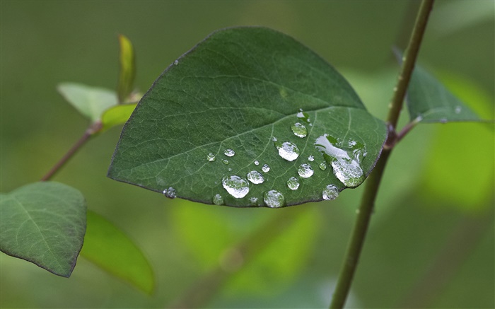 Leaf close-up, water drops Wallpapers Pictures Photos Images