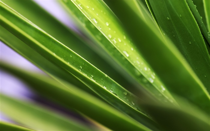 Leaf, green leaves, water droplets Wallpapers Pictures Photos Images