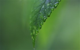 Leaf side close-up, water, green background HD wallpaper