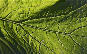 Leaf vein close-up HD wallpaper