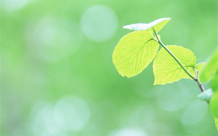 Leaves close-up, green, bokeh Wallpapers Pictures Photos Images