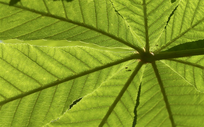 Leaves close-up, rear view Wallpapers Pictures Photos Images