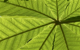 Leaves close-up, rear view