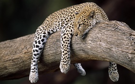 Leopard in the tree