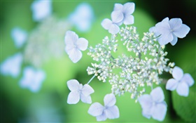 Light blue flowers, blurry background